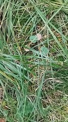 Collezione funghi ep 18