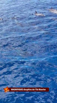 MAGNIFIQUES dauphins de l'île Maurice