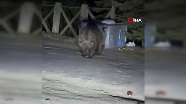 Bursa Uludağ’da ayıyı ekmekle beslediler