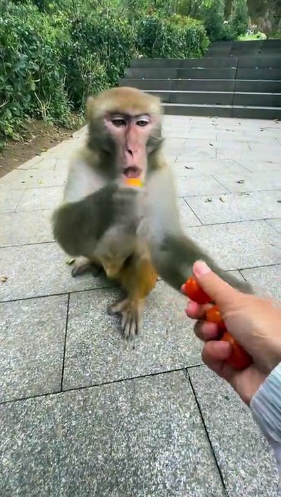 Wild animals | monkey 🇺🇸