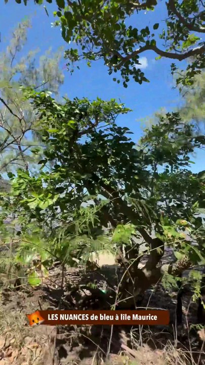 LES NUANCES de bleu à l'île Maurice