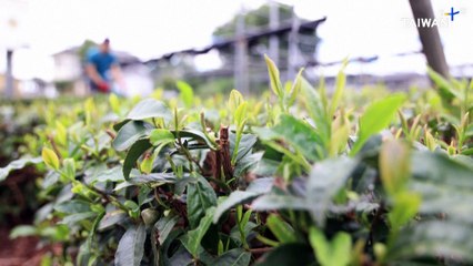 Matcha Shortage Spikes Price Amid Rising Global Demand