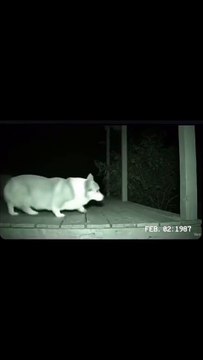 Mon chien a ramené potes, maison est jungle.