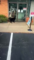 Voici Ziggy, roi de la piscine. Il ne pouvait pas contenir son enthousiasme. Aucun endroit n’est plus fun qu’ici avec son poisson. 13/10