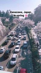 🇸🇦 زهور الكرز في اليابان | Cherry Blossoms in Japan