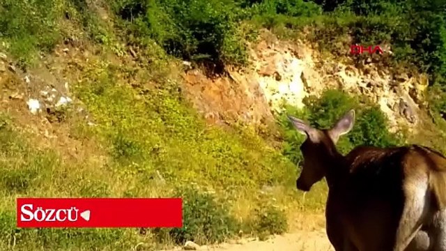 İki farklı kızıl geyik ailesi, Bursa ormanlarında