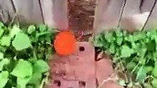 Je m’éclate avec le chiot du voisin 🐾🥎