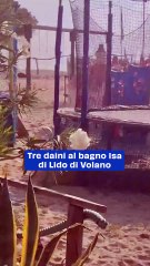Tre daini al bagno Isa di Lido di Volano, video