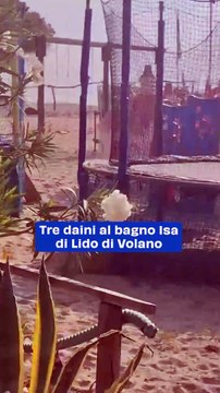 Tre daini al bagno Isa di Lido di Volano, video