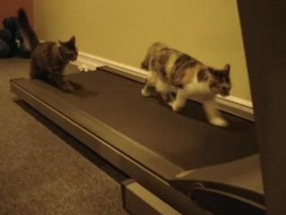Chats sur un tapis roulant