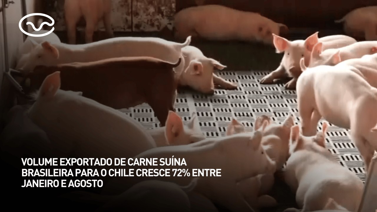 Volume exportado de carne suína brasileira para o Chile cresce 72% entre janeiro e agosto