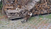 This Cat’s Morning Routine Is Better Than Mine! 🐱💪#shorts #funnycats #cutecats #fyp