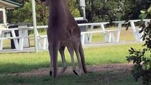 Kangaroos fighting