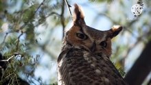 Os animais mais fofos do mundo N•533