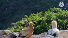 Os animais mais fofos do mundo N•534