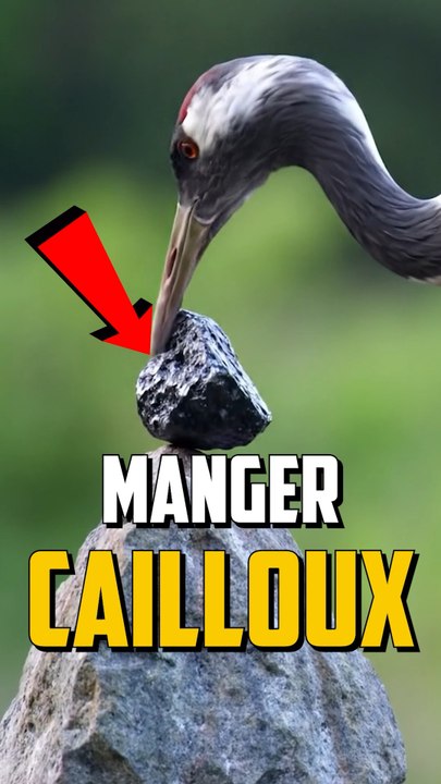 POURQUOI LES OISEAUX MANGENT DES CAILLOUX ?