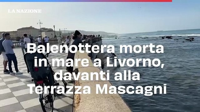 Balenottera di oltre 14 metri trovata morta all'alba a Livorno