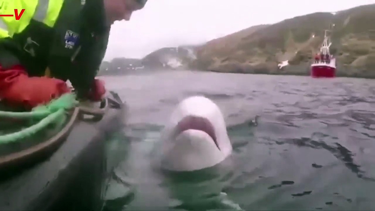 This Spy Whale From Russia Was Found Dead off the Coast of Norway