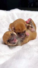 Two cute puppy brothers . A beautiful moment #70