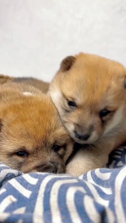 Two cute puppues  brothers . A beautiful moment #71