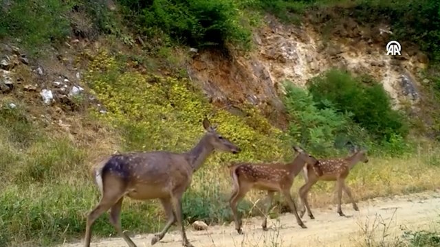 Uludağ'da kızıl geyik ailesi fotokapanla görüntülendi