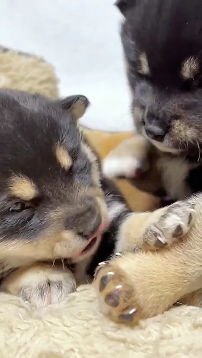 Two cute puppies . A beautiful moment #72