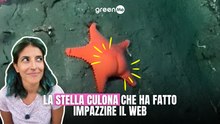 La stella culona che ha fatto impazzire il web