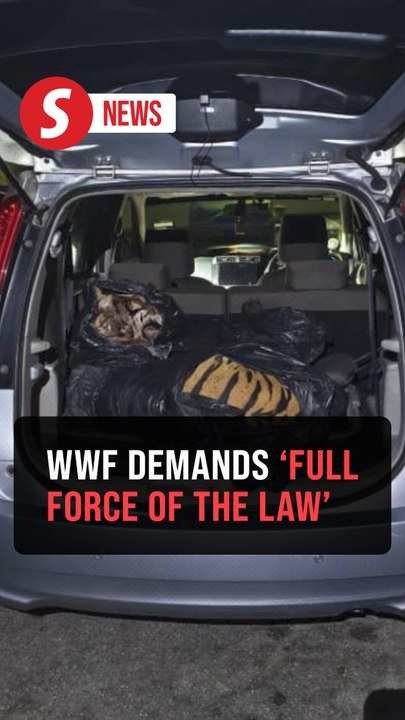 Poaching of endangered Malayan Tiger a national tragedy, says WWF-Malaysia