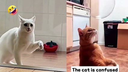 Funniest Cats 2025 😹 Cute and Crazy Cat Moments Compilation | part 5