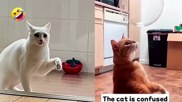 Funniest Cats 2025 😹 Cute and Crazy Cat Moments Compilation | part 5