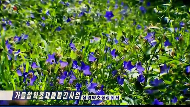 Trabalho outonal de cultivo de ervas medicinais