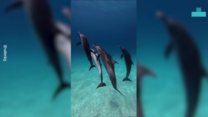 Dolphin Steals Freedrivers Shirt