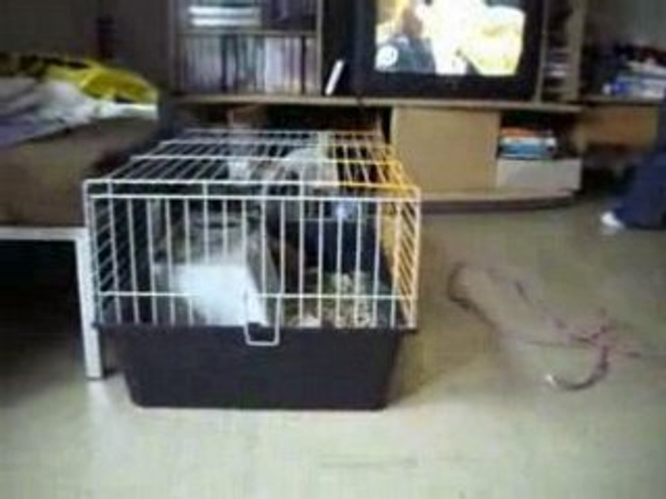 Chufi et Minou le cochon d'Inde!