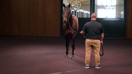 Bentornato Speeds to Fastest Horse of the Week