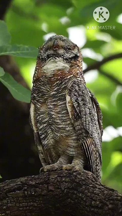 Os animais mais fofos do mundo N•536