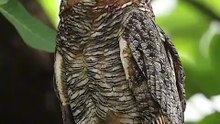 Os animais mais fofos do mundo N•536