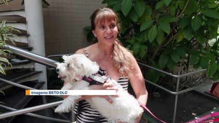 Ataque de Cão a Cadelinha de Suporte Emocional Agita Bairro das Graças em Recife