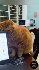 Cats Are Great Actors