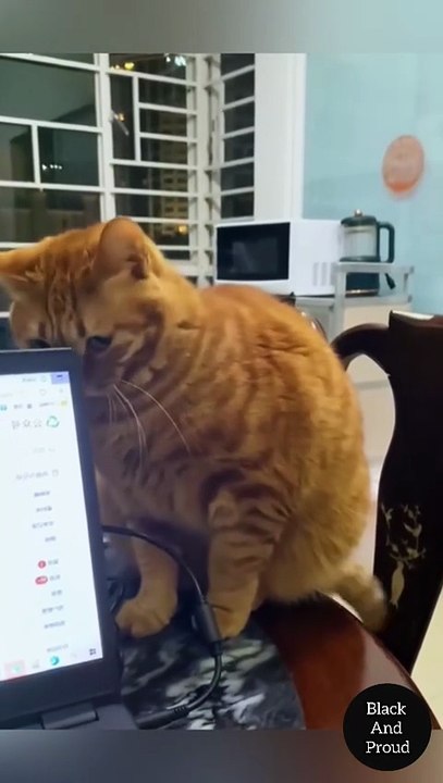 Cats Are Great Actors