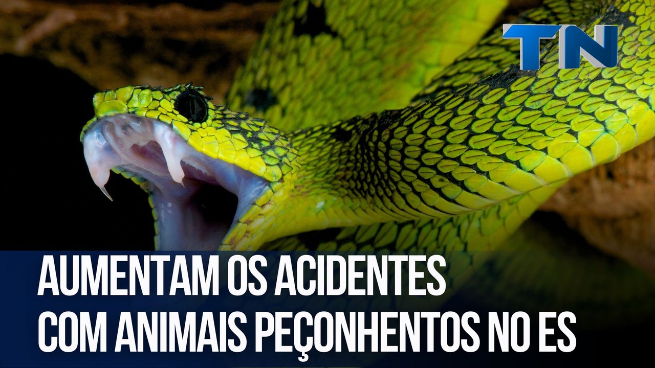 Aumentam os acidentes com animais peçonhentos no ES