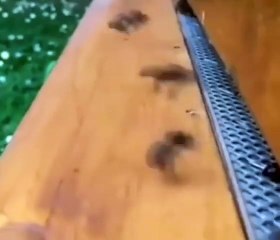 Les abeilles n'atterrissent jamais en douceur.