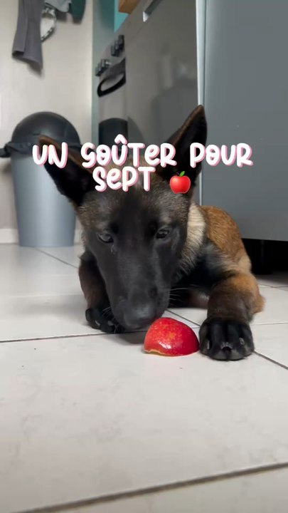 Vous n’avez plus de friandises pour votre loup ? Ça arrive, ouvrez les placards d’humains ! On peut partager plein de choses avec eux : - La pomme 🍎: 1 à 2 fois par semaine c’est top pour eux 🐕⚠️ A donner sans tige et sans pépins, lavée !