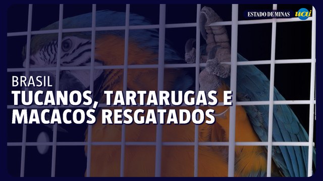 Tucanos, tartarugas e macacos resgatados em megaoperação contra tráfico de animais