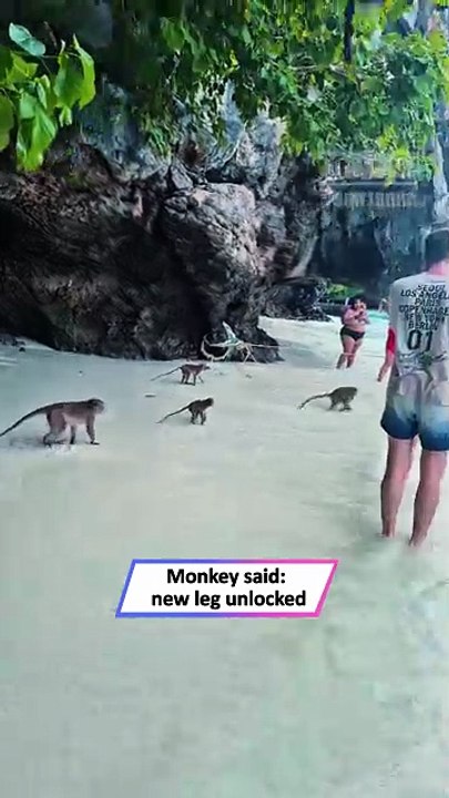 Monkey Beach Chaos: Tourist Gets Hilariously Attacked in Thailand|| Heartsome 💖