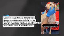 Polémica de maltrato animal en Santa Catarina