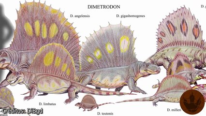CURIOSIDADES DEL DIMETRODON - Curiosidad Prehistórica (720p, h264)