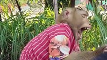 AwesomefunnyvideoofMrMonkeyanddogmonkeymonkeysofti_1758129191089