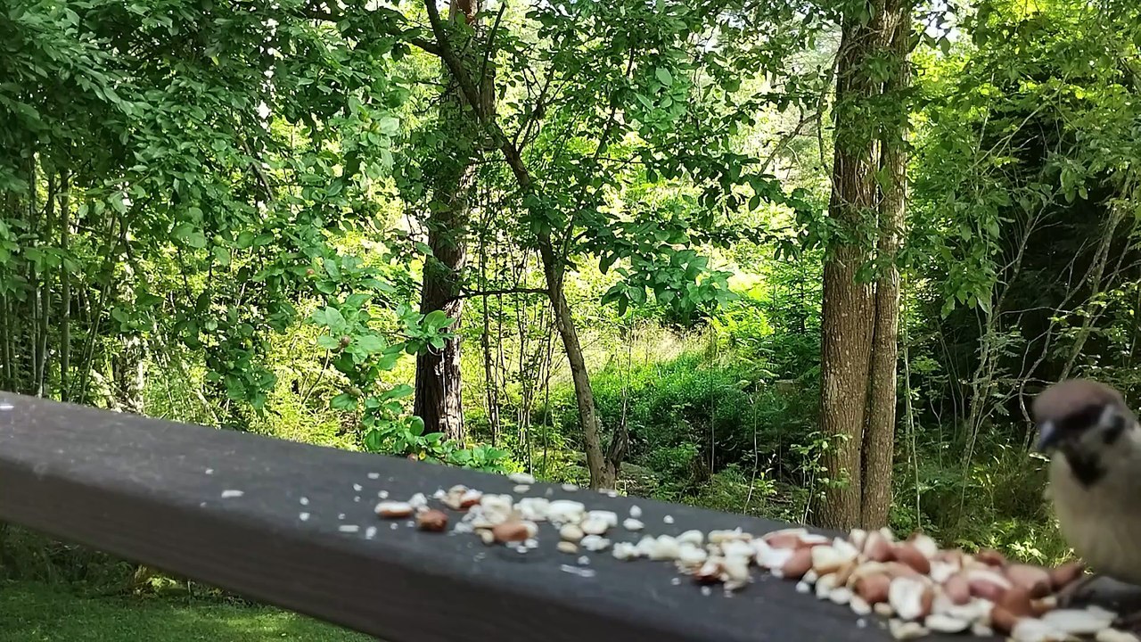 Birdfeeding in the Backyard