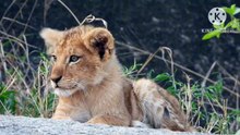 Os animais mais fofos do mundo N•537