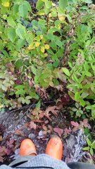 Petit complice forestier hilarant.